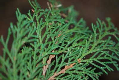 Microbiota decussata - mikrobiota křížolistá - větévka (2)